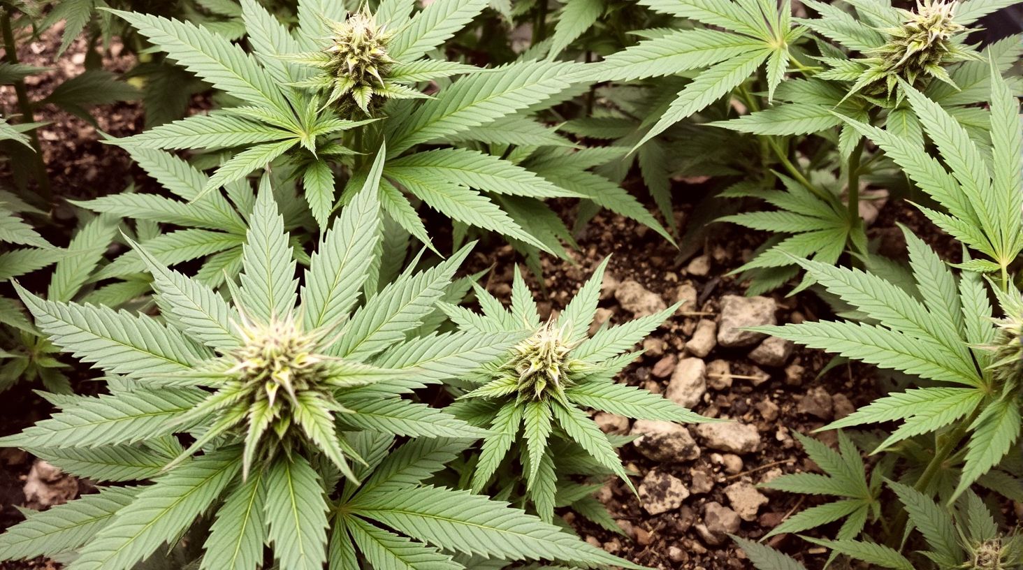 Der ideale Anbau von Cannabis